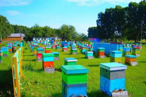 Разноцветные улья